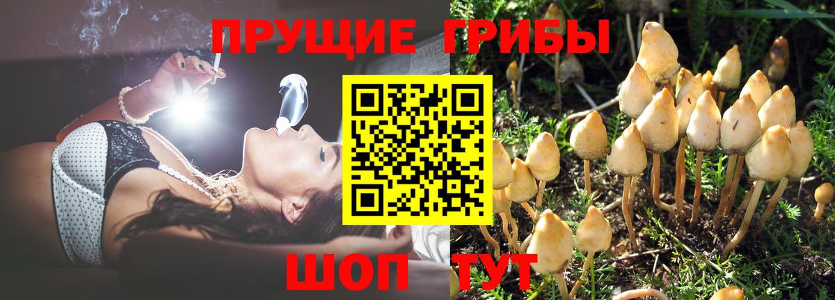 Галлюциногенные грибы прущие грибы Коряжма